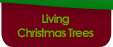 Living Christmas Trees
